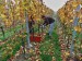 SAM_2826 – kopie