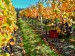 SAM_3648